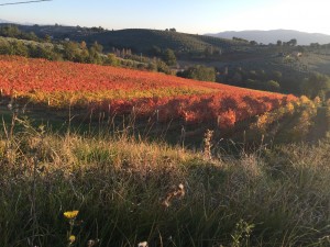 Sagrantino Vineyards